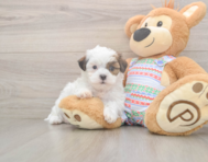 6 week old Teddy Bear Puppy For Sale - Puppy Love PR