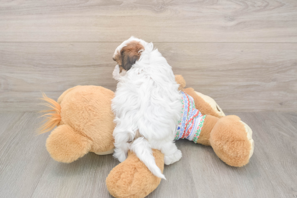 Teddy Bear Puppy for Adoption