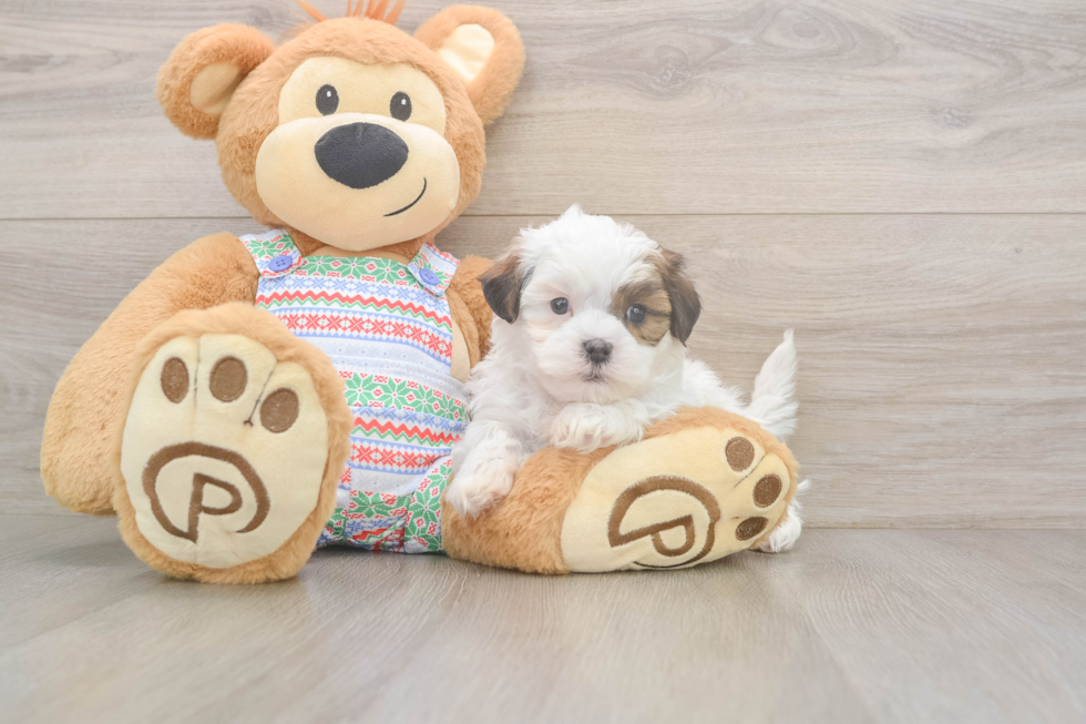 Friendly Teddy Bear Baby