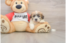 Playful Shit Designer Puppy