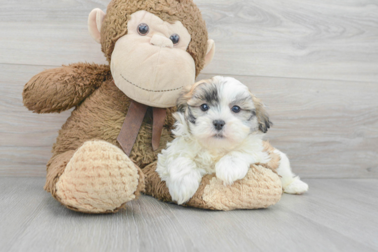 Meet Garrett - our Teddy Bear Puppy Photo 1/2 - Puppy Love PR Teddy Bear Pup Being Cute