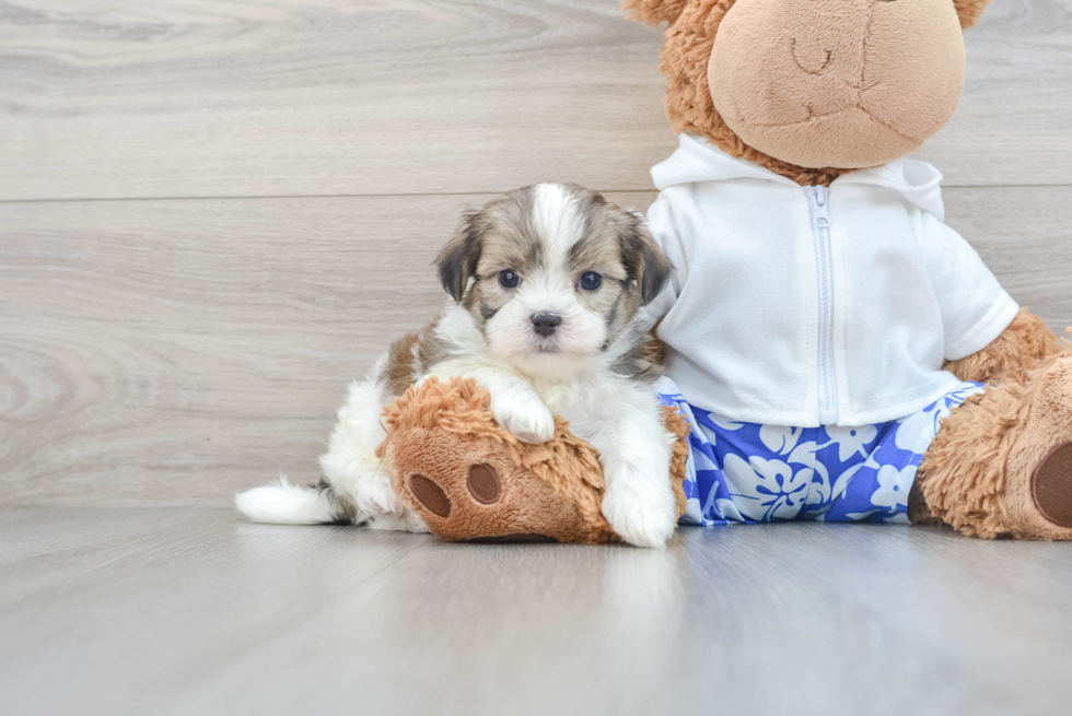 Teddy Bear Pup Being Cute