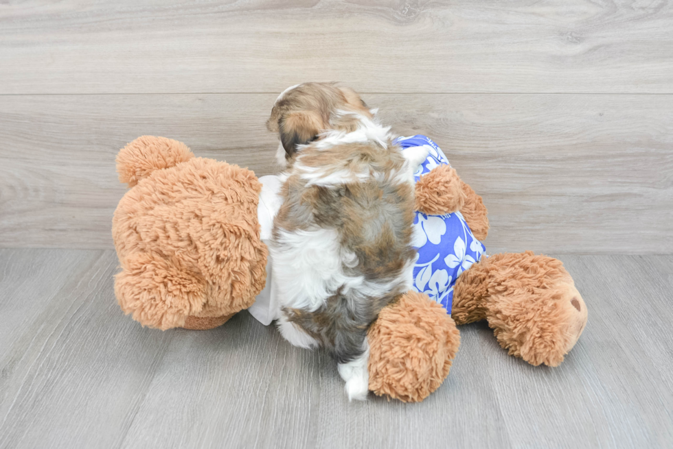 Friendly Teddy Bear Baby