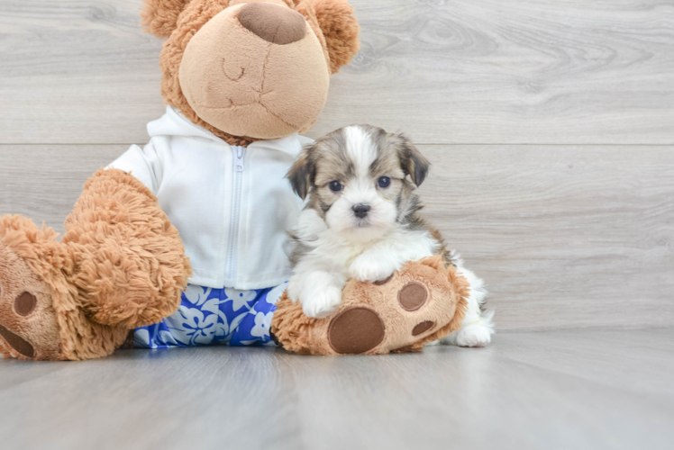 Best Teddy Bear Baby