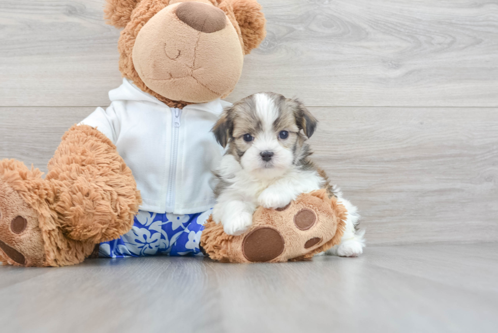 Best Teddy Bear Baby