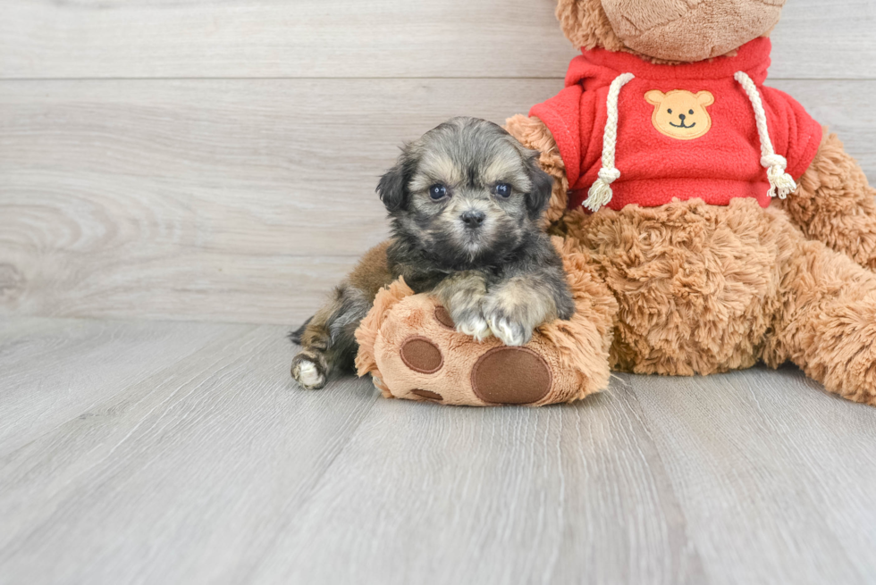 Cute Teddy Bear Baby