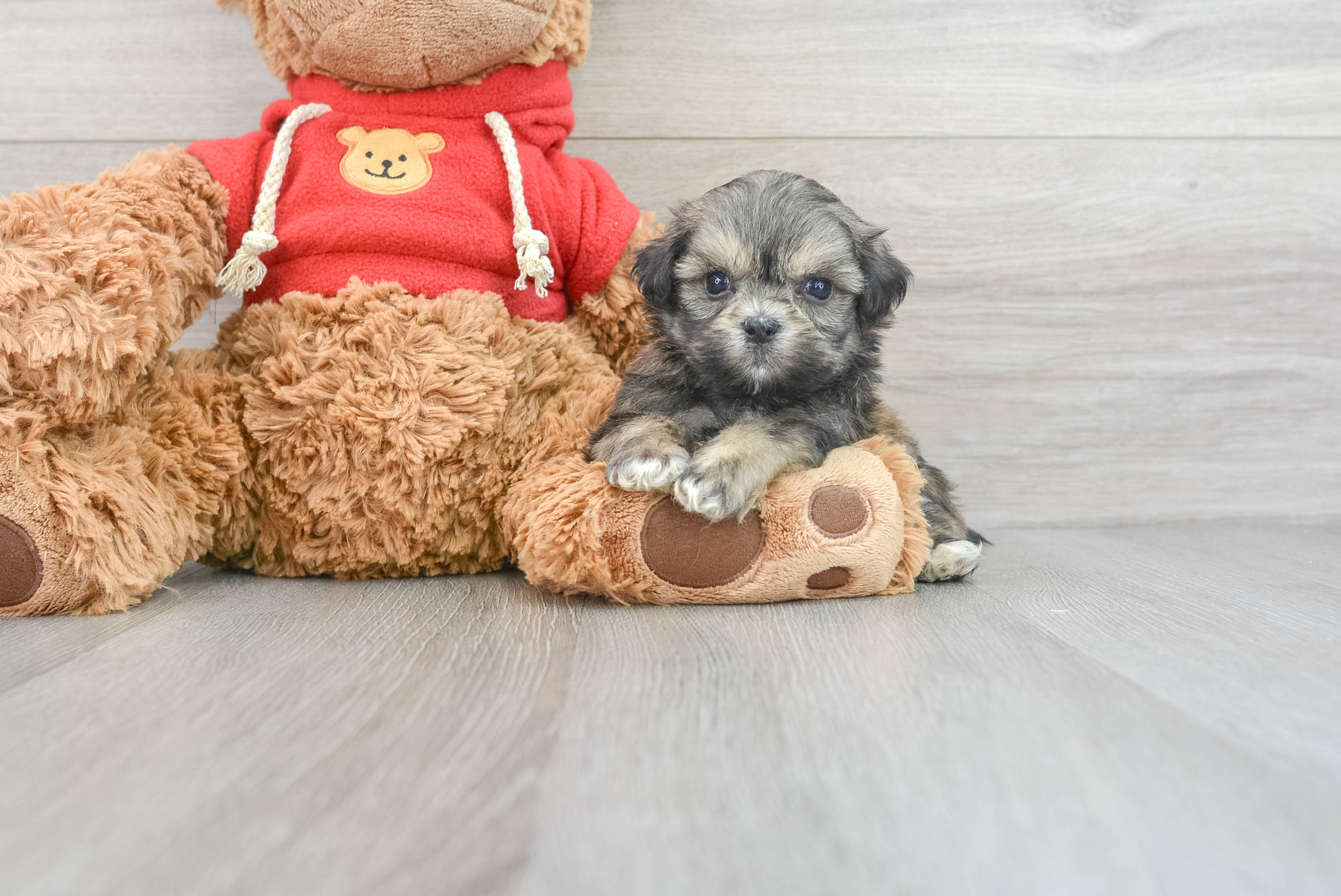 Funny Teddy Bear Designer Pup