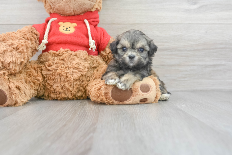 Meet Gatsby - our Teddy Bear Puppy Photo 1/3 - Puppy Love PR Funny Teddy Bear Designer Pup