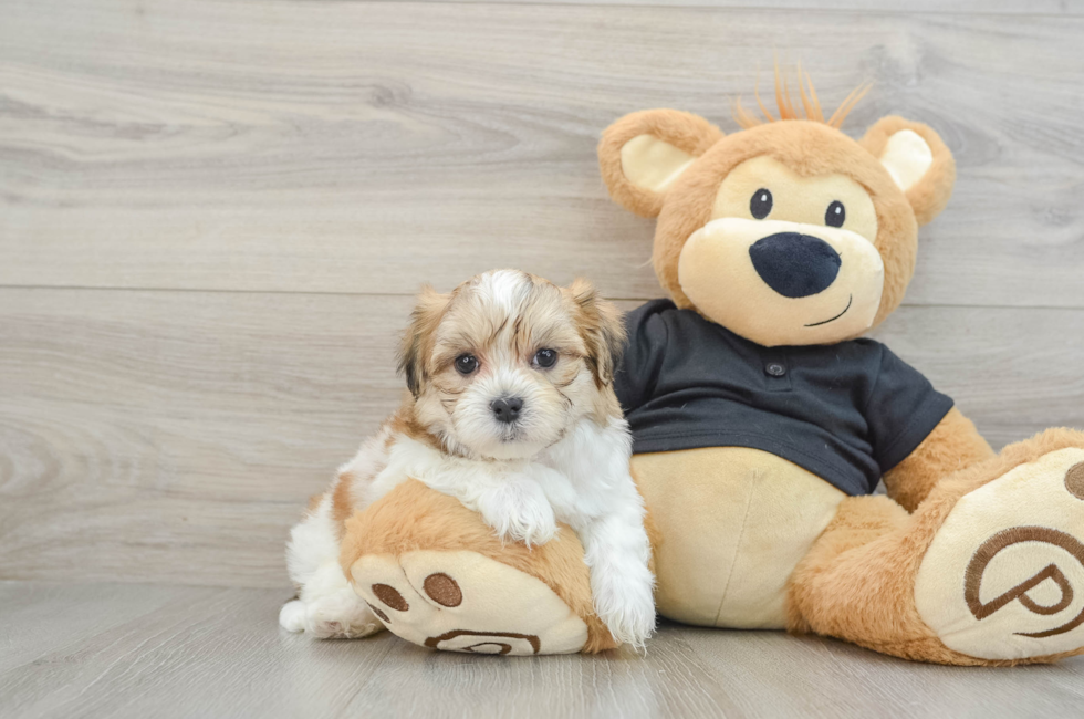 7 week old Teddy Bear Puppy For Sale - Puppy Love PR