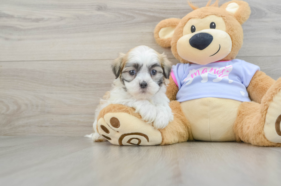 6 week old Teddy Bear Puppy For Sale - Puppy Love PR