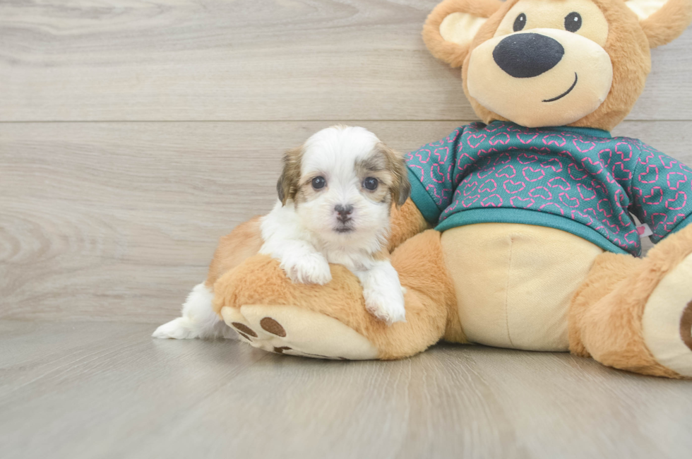 5 week old Teddy Bear Puppy For Sale - Puppy Love PR