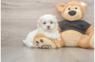 Energetic Shit Designer Puppy