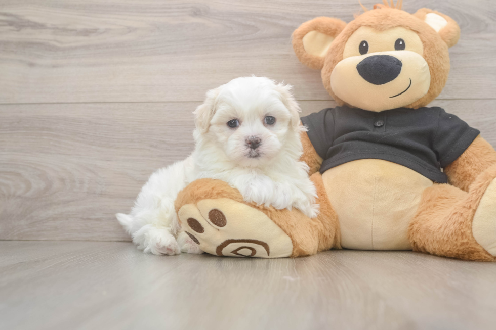 Energetic Shit Designer Puppy