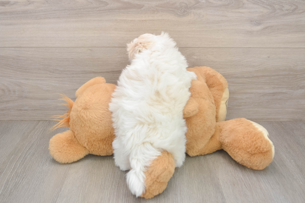 Best Teddy Bear Baby