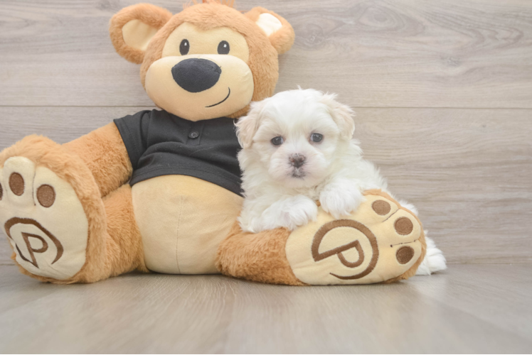 Teddy Bear Pup Being Cute