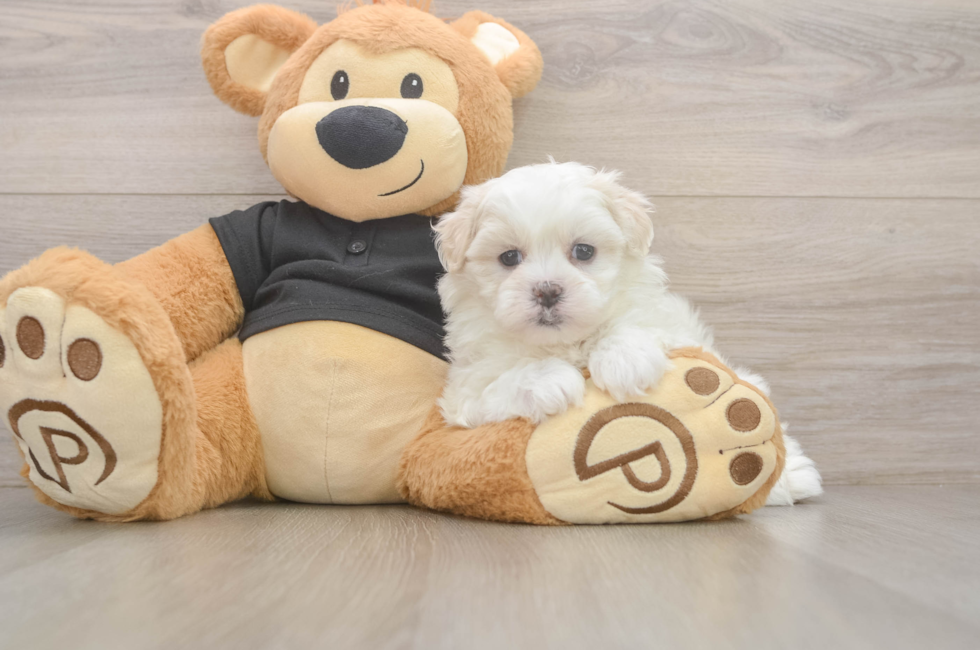 5 week old Teddy Bear Puppy For Sale - Puppy Love PR