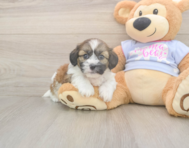 7 week old Teddy Bear Puppy For Sale - Puppy Love PR