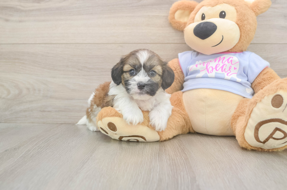5 week old Teddy Bear Puppy For Sale - Puppy Love PR