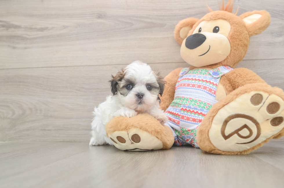 5 week old Teddy Bear Puppy For Sale - Puppy Love PR