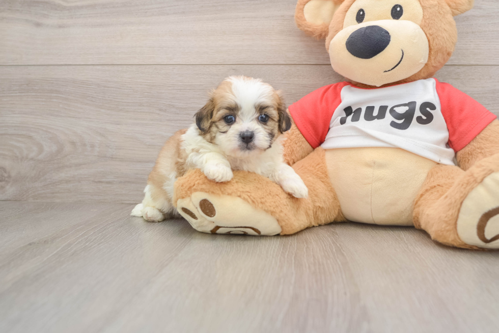 Happy Teddy Bear Baby
