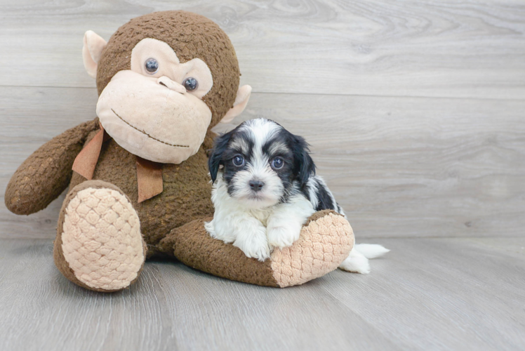 Meet Gatsby - our Teddy Bear Puppy Photo 1/3 - Puppy Love PR Cute Teddy Bear Baby