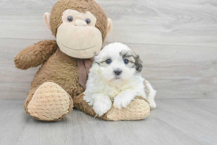 Meet Gatsby - our Teddy Bear Puppy Photo 1/3 - Puppy Love PR Petite Teddy Bear Designer Pup