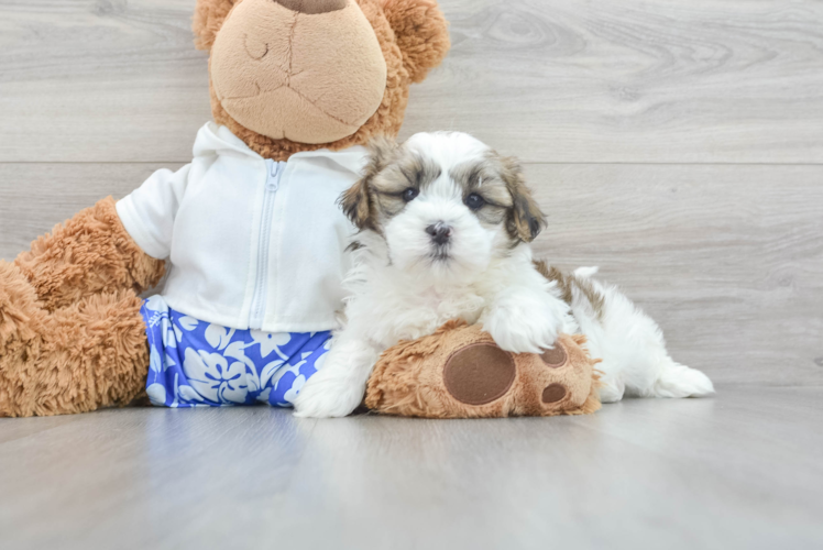 Meet Gideon - our Teddy Bear Puppy Photo 1/3 - Puppy Love PR Hypoallergenic Shit Designer Puppy