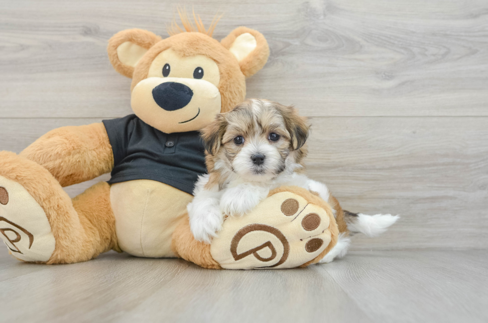 7 week old Teddy Bear Puppy For Sale - Puppy Love PR