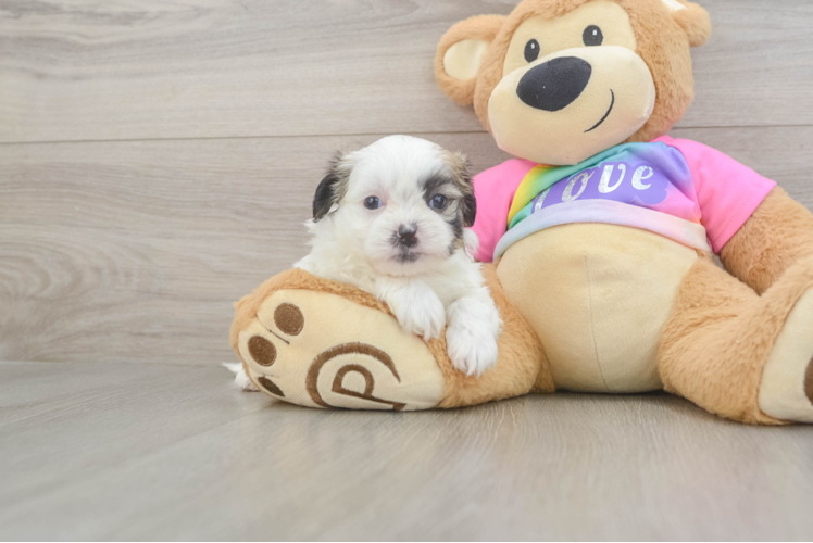 Adorable Shitzu Designer Puppy