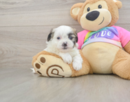 7 week old Teddy Bear Puppy For Sale - Puppy Love PR