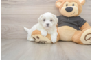 Teddy Bear Pup Being Cute