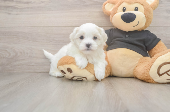 Teddy Bear Pup Being Cute