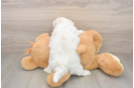 Best Teddy Bear Baby