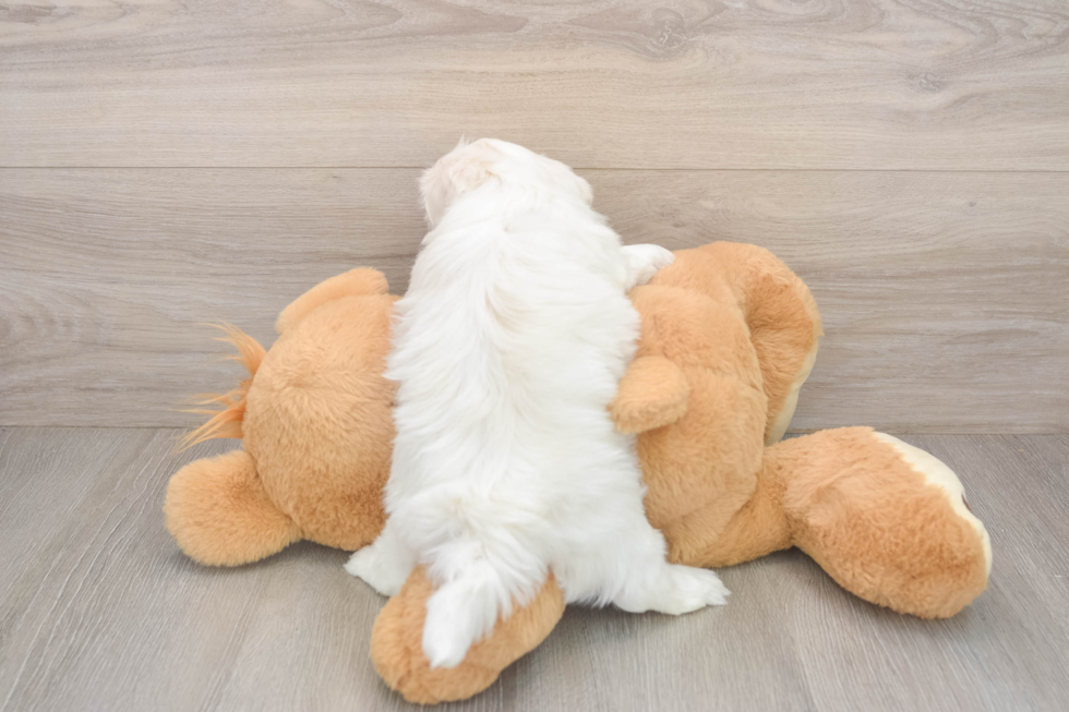 Best Teddy Bear Baby