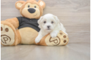 Best Teddy Bear Baby