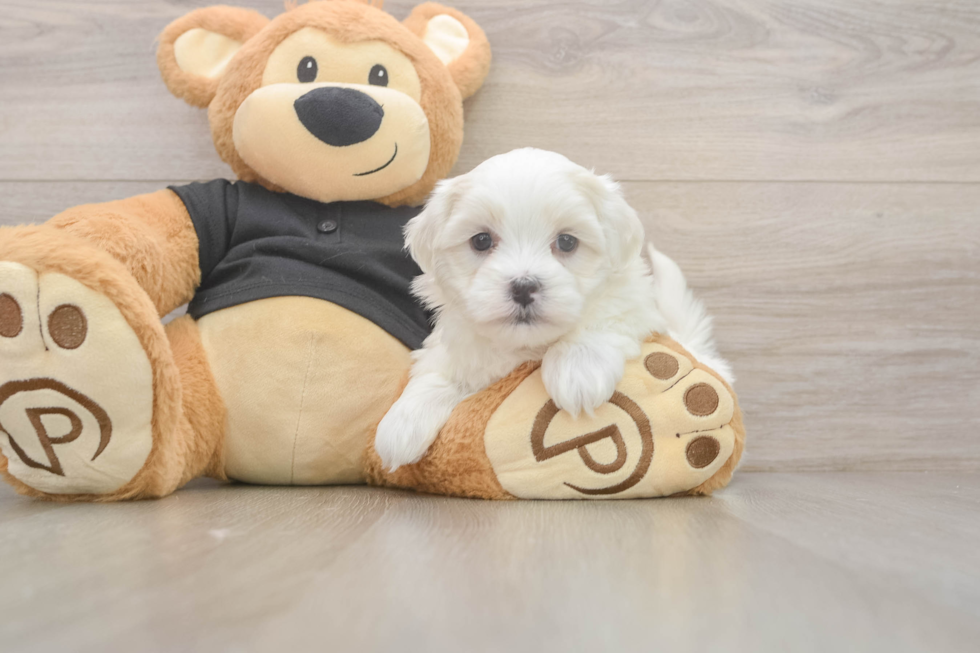 Best Teddy Bear Baby