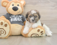 7 week old Teddy Bear Puppy For Sale - Puppy Love PR