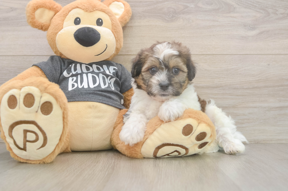 8 week old Teddy Bear Puppy For Sale - Puppy Love PR