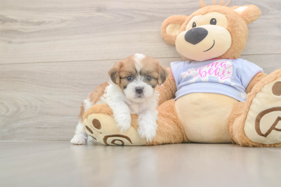 Meet Gideon - our Teddy Bear Puppy Photo  1/3 - Puppy Love PR Playful Shi Chon Designer Puppy