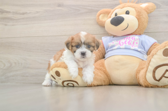 5 week old Teddy Bear Puppy For Sale - Puppy Love PR Playful Shi Chon Designer Puppy