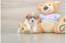 Meet Gideon - our Teddy Bear Puppy Photo  1/3 - Puppy Love PR Playful Shi Chon Designer Puppy