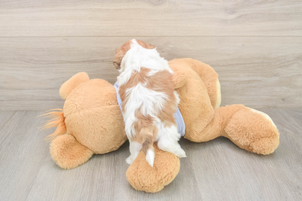 Meet Gideon - our Teddy Bear Puppy Photo  3/3 - Puppy Love PR Adorable Shit Designer Puppy