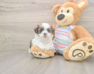 6 week old Teddy Bear Puppy For Sale - Puppy Love PR