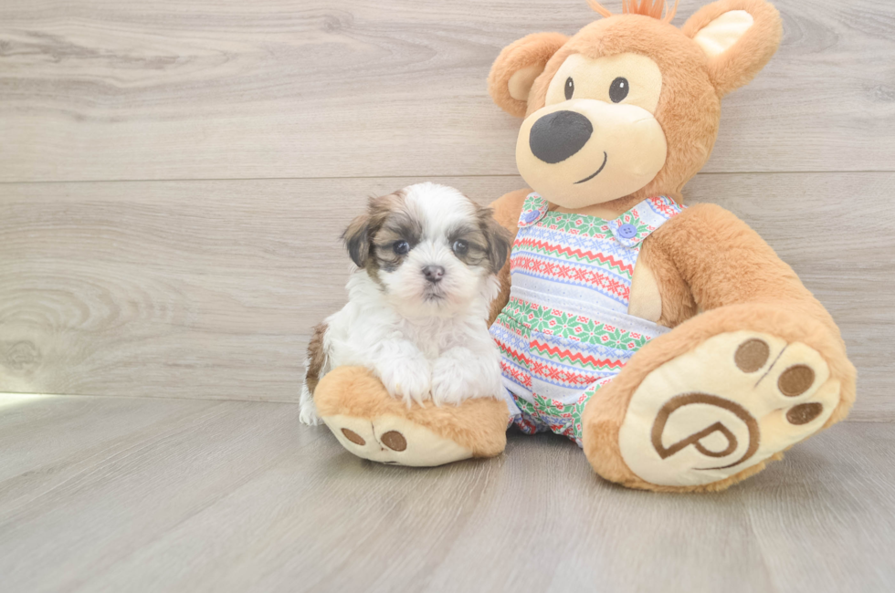 5 week old Teddy Bear Puppy For Sale - Puppy Love PR