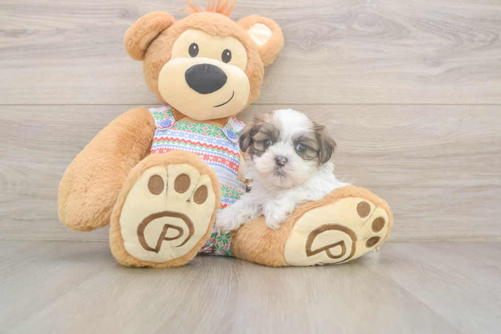 Friendly Teddy Bear Baby