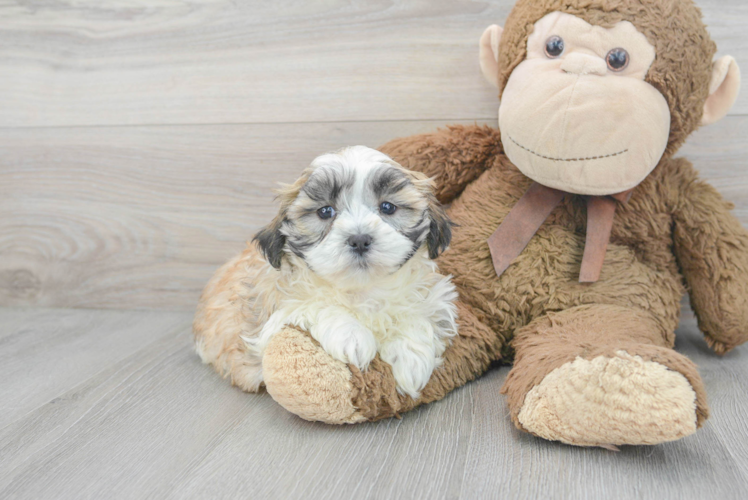 Meet Gideon - our Teddy Bear Puppy Photo 1/3 - Puppy Love PR Best Teddy Bear Baby