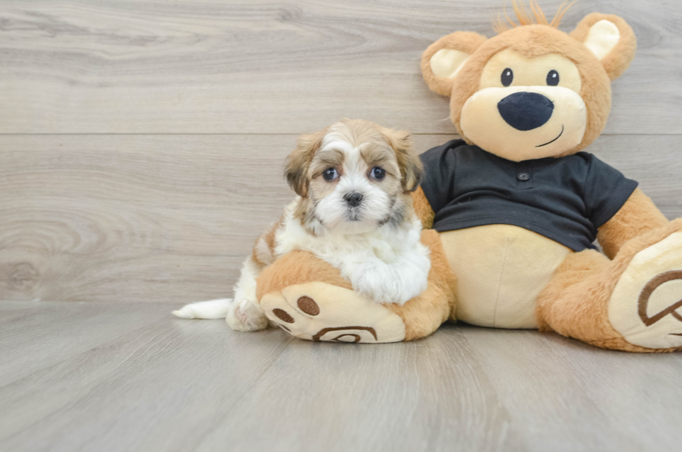 7 week old Teddy Bear Puppy For Sale - Puppy Love PR