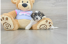 Funny Teddy Bear Designer Pup