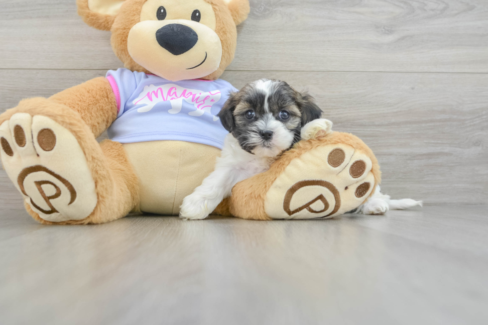 Funny Teddy Bear Designer Pup