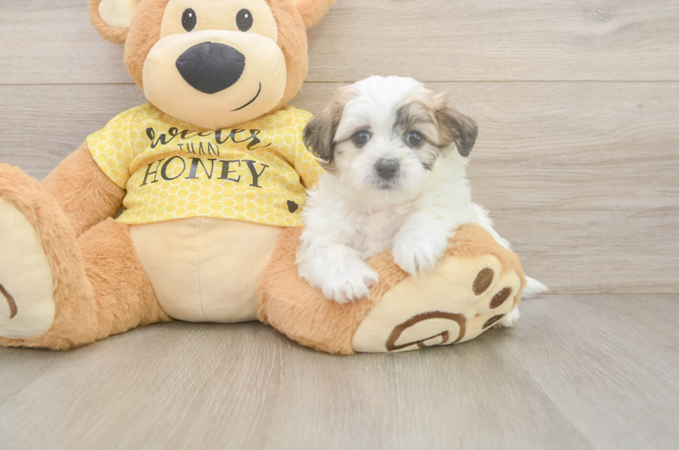5 week old Teddy Bear Puppy For Sale - Puppy Love PR
